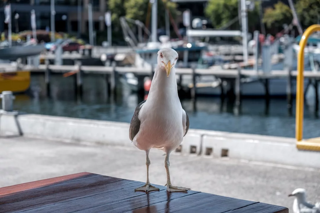 Una gaviota se posa sobre una mesa de madera cerca de un puerto deportivo con barcos y muelles de fondo, capturando el ambiente relajado del estilo de vida de lujo de Mallorca.