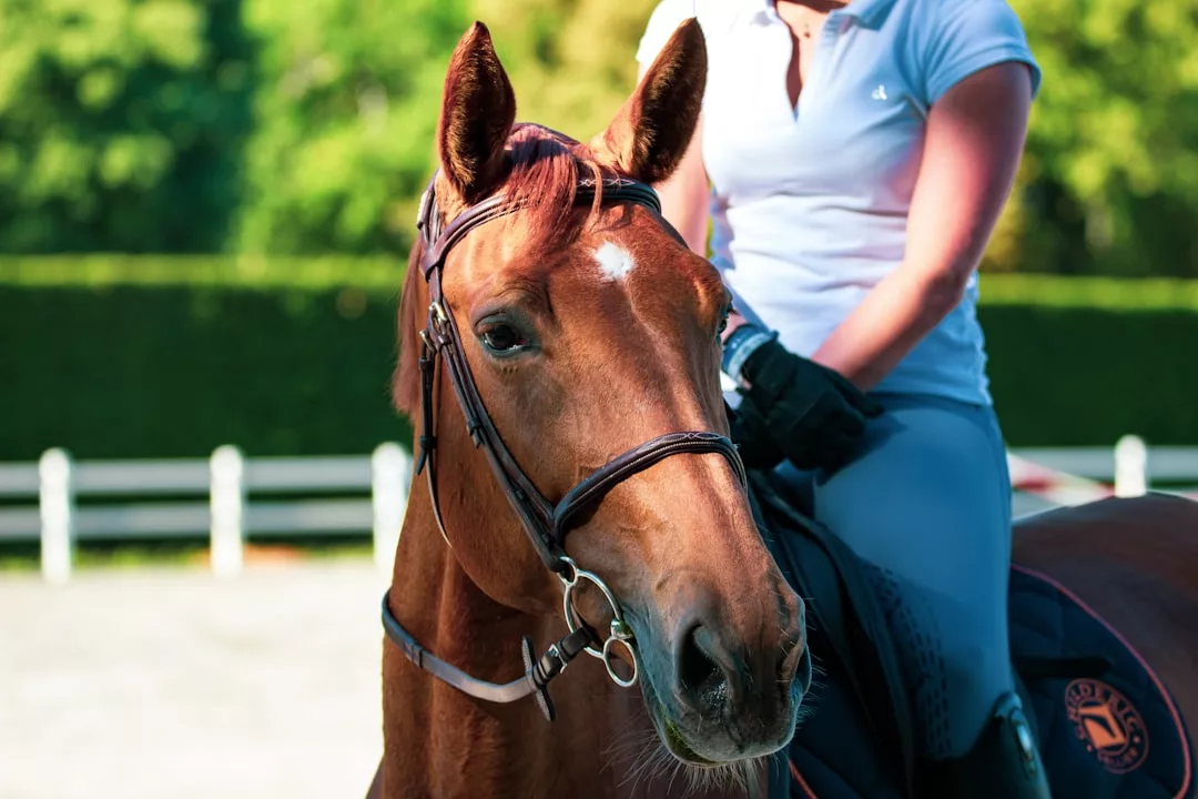 Un caballo marrón con brida es montado por una persona con polo de manga corta y guantes, disfrutando del aire libre con el verdor de Mallorca de fondo.