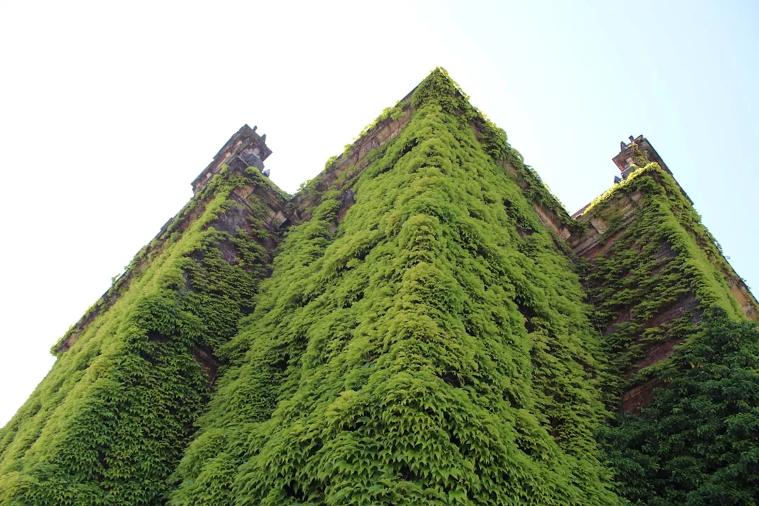 Un alto y viejo edificio cubierto casi por completo de densa y verde hiedra se alza con Lujo contra el despejado cielo de Mallorca, visto desde un ángulo bajo.