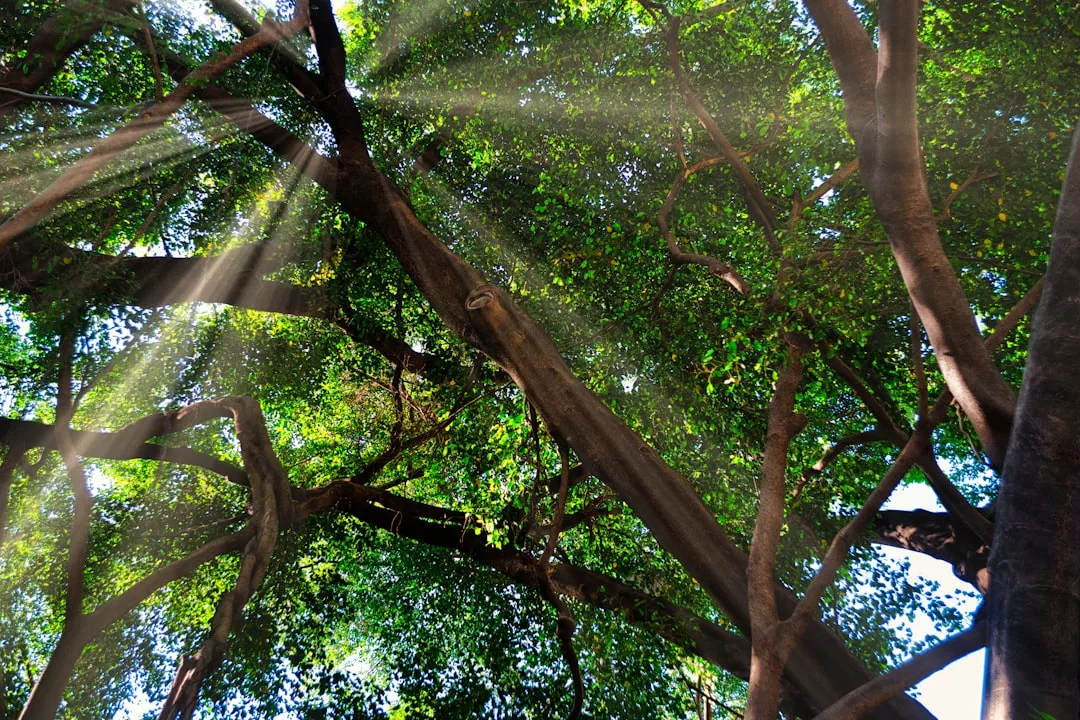 La luz del sol se cuela entre las ramas y las hojas verdes de un gran árbol de Mallorca, creando rayos visibles y patrones de luz y sombra: un verdadero momento de lujo en la naturaleza.