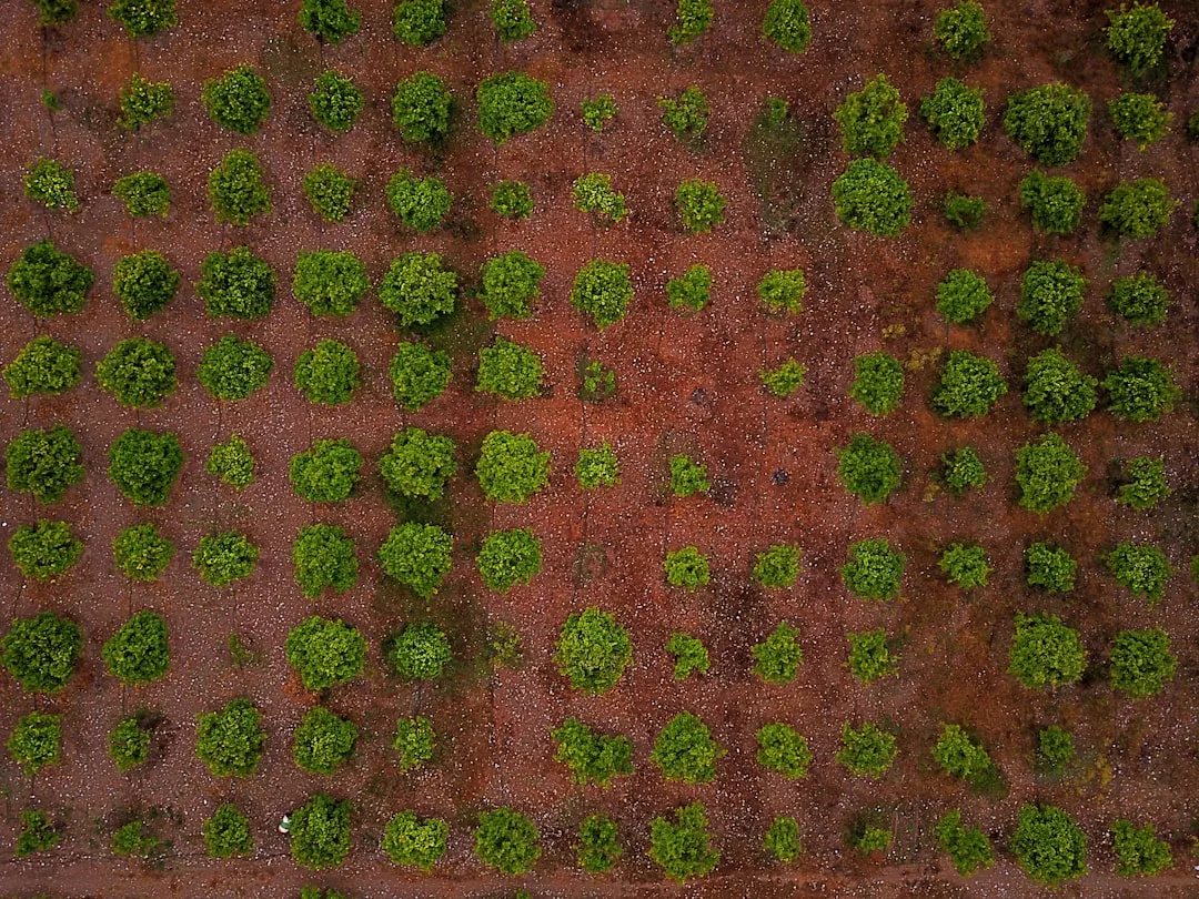 Vista aérea de un huerto de lujo en Mallorca, con un patrón cuadriculado de árboles verdes uniformemente espaciados sobre suelo marrón rojizo.