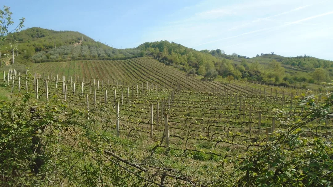 Un viñedo con hileras de vides en una ladera de suave pendiente en Mallorca, rodeado de verde vegetación y colinas lejanas bajo un cielo despejado, ofrece un toque de lujo al pintoresco paisaje.