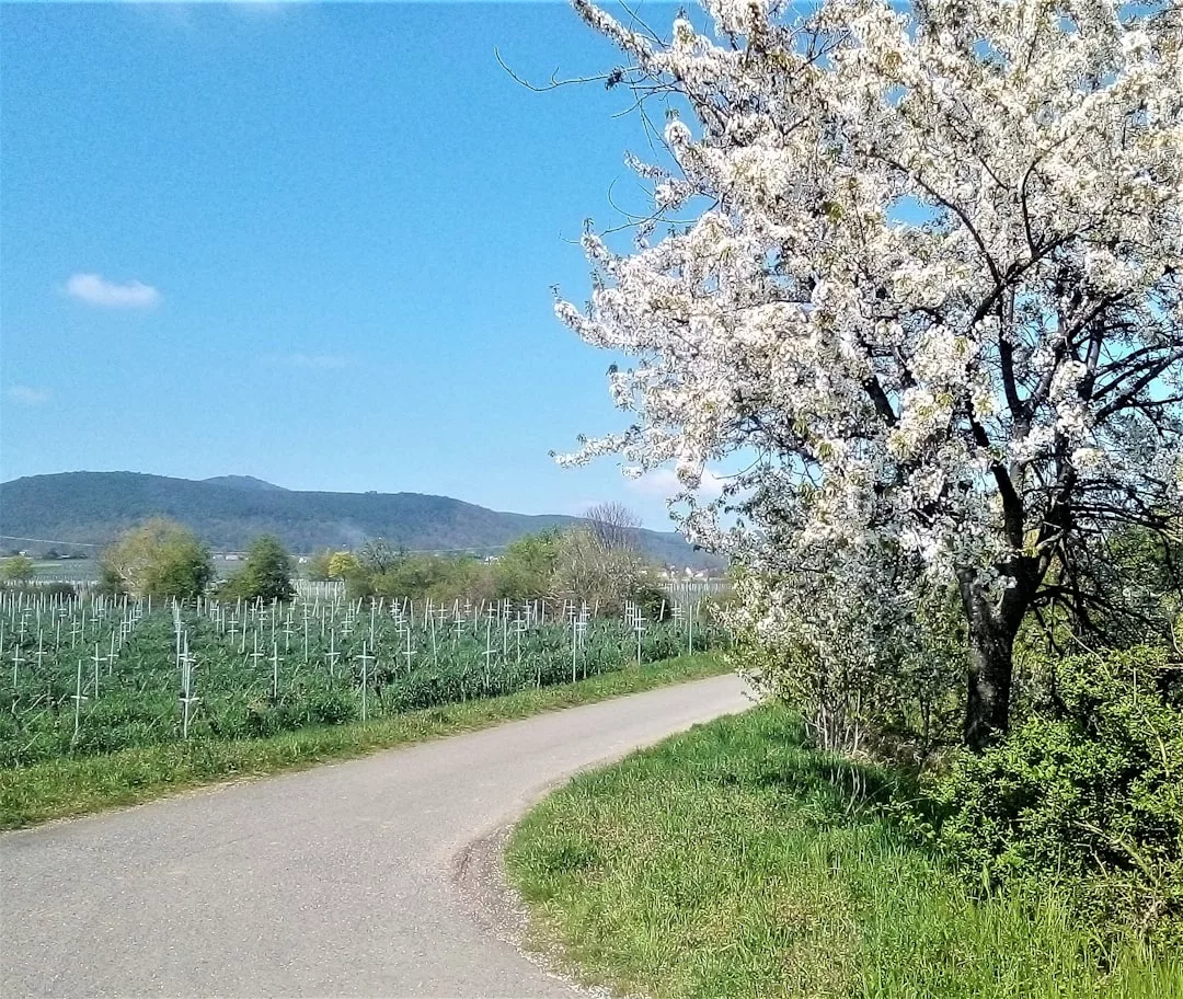 Una carretera asfaltada se curva a través del paisaje rural de Mallorca, con un árbol en flor a la derecha y campos con espalderas a la izquierda, enmarcados por colinas lejanas y un cielo azul: un toque de lujo en la pintoresca campiña.