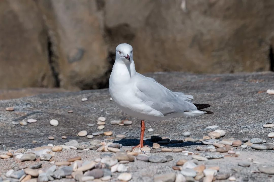 Una gaviota blanca con el pico y las patas rojas se posa en una playa rocosa de Mallorca salpicada de piedrecitas.
