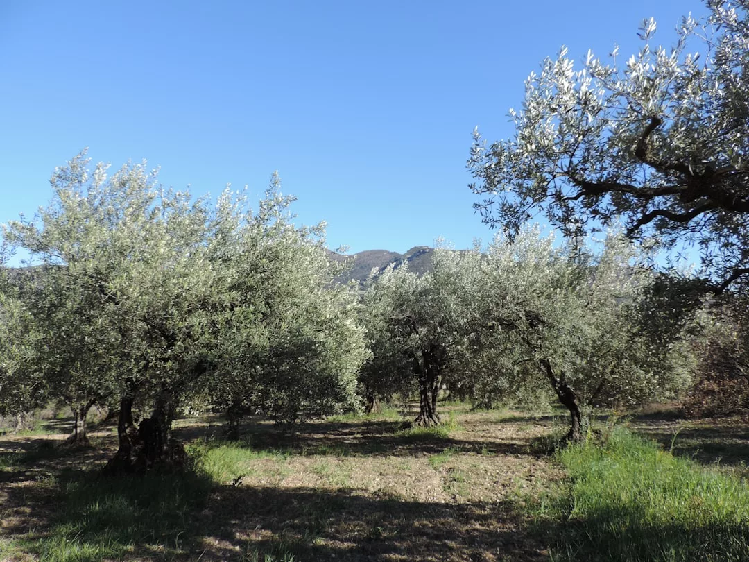Olivos de hojas verde plateadas en un bosquecillo de Mallorca iluminado por el sol, con un cielo azul claro y colinas lejanas al fondo. La hierba y los parches de tierra desnuda contribuyen al lujo natural de este paisaje sereno.