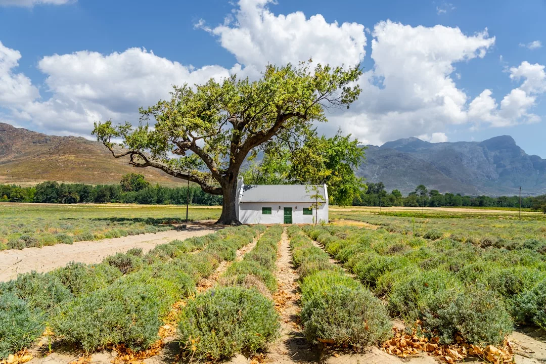 Una casa blanca se alza detrás de un gran árbol en un campo de lavanda, destilando lujo, con las montañas y las nubes de Mallorca de fondo.