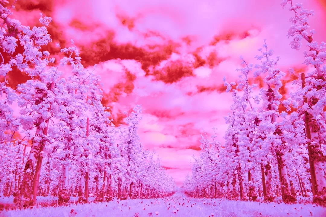 Un camino arbolado en Mallorca con árboles en flor se muestra bajo un cielo dramático, todo teñido de brillantes tonos rosa y magenta, irradiando un aire de lujo.