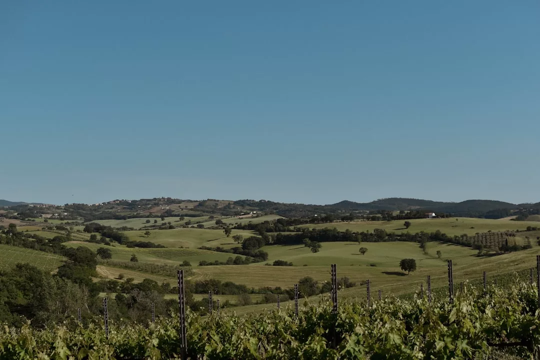 Verdes colinas onduladas y viñedos bajo un cielo azul despejado evocan el lujo natural de Mallorca, con árboles y montañas lejanas pintando un tranquilo telón de fondo.