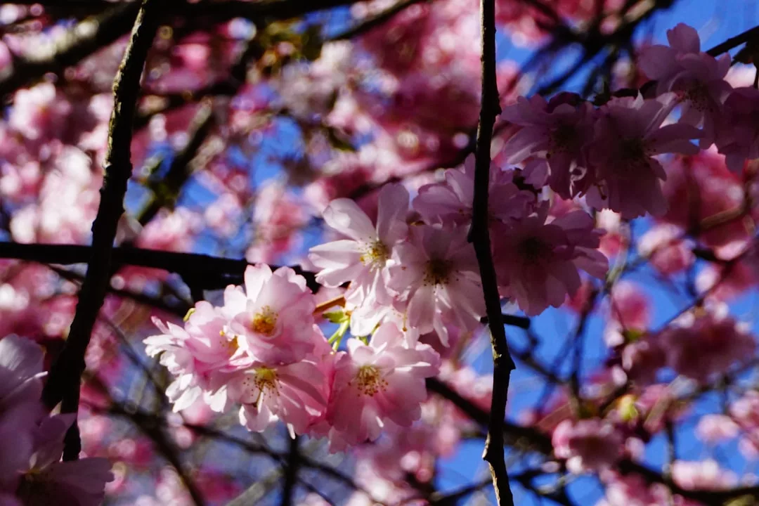 Primer plano de cerezos en flor de color rosa claro en las ramas de los árboles bajo un cielo azul, evocando el sereno lujo de la primavera en Mallorca.