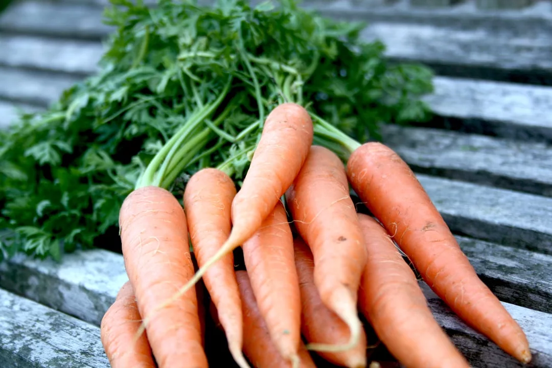 Un manojo de zanahorias frescas y enteras con la parte superior de hojas verdes descansa sobre una superficie de madera desgastada, evocando el encanto rústico y el lujo natural de Mallorca.