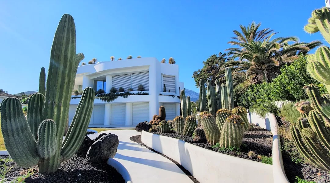 Moderna casa blanca con grandes ventanales rezuma lujo, rodeada de varios cactus y palmeras bajo un cielo azul despejado. Una pasarela curva conduce a la entrada, capturando la elegancia relajada de la vida mallorquina.