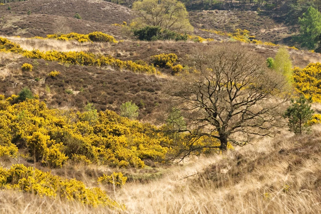 Una ladera seca y cubierta de hierba en Mallorca con arbustos de flores amarillas y un árbol sin hojas en primer plano bajo un cielo despejado evoca el sencillo lujo de la naturaleza.