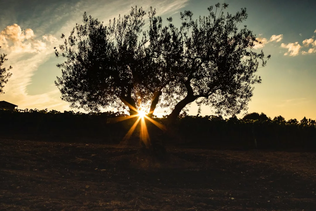 El sol brilla a través de las ramas de un gran árbol al atardecer en Mallorca, proyectando largas sombras sobre el suelo con una silueta de follaje al fondo, creando una atmósfera de lujo y tranquilidad.